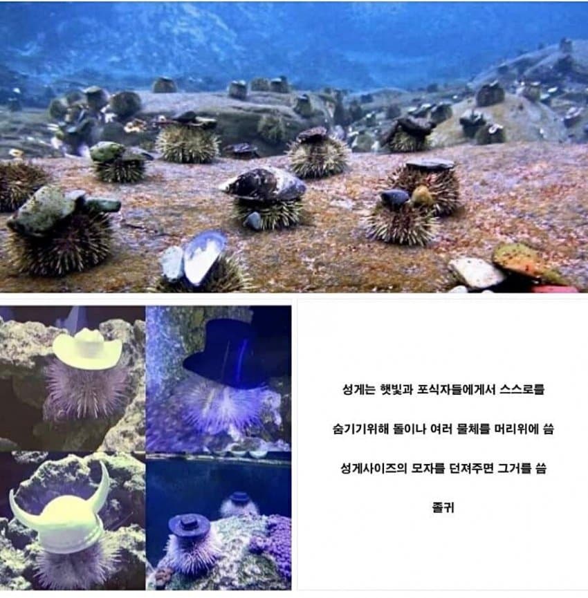 싱글벙글 성게촌